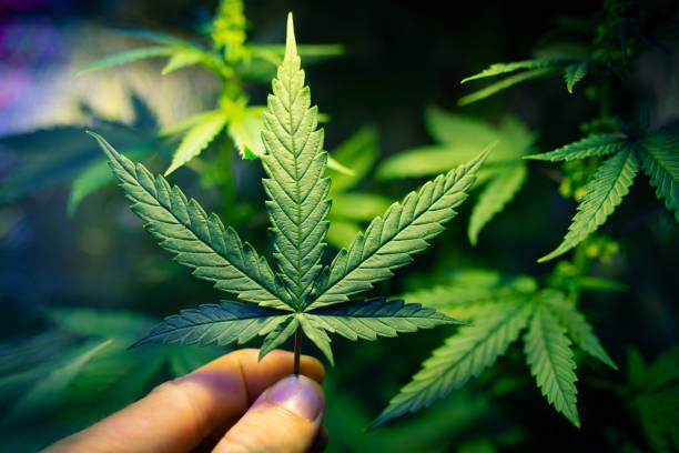 high grade cannabis