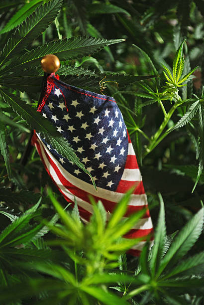 USA Marijuana stock photo