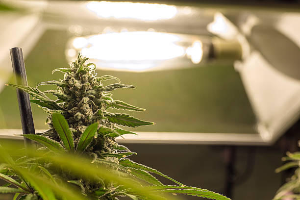 Marijuana Plant in Front of Light stock photo