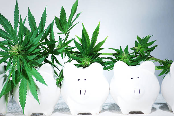 Marijuana plant on Banks stock photo
