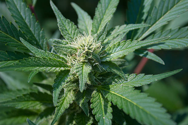 Marijuana Plant stock photo