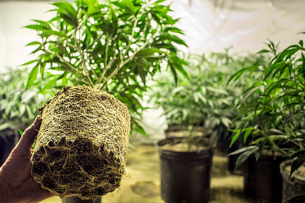 Marijuana Plant Roots in Transplanting stock photo