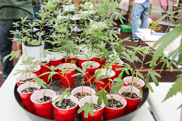 Marijuana plants for sale at festival stock photo