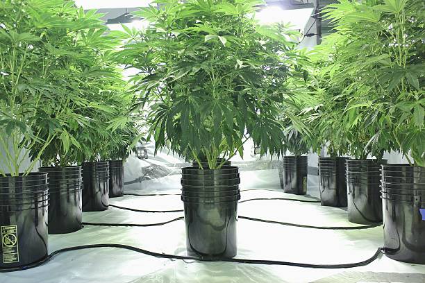 Marijuana plants growing indoors using hydroponics stock photo