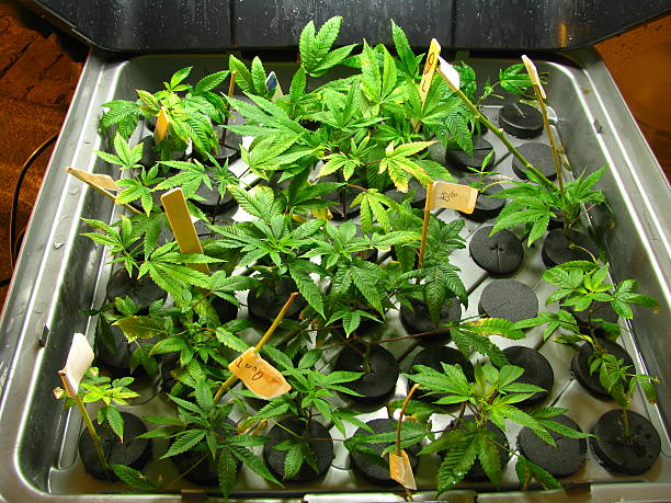 Marijuana plants in a  cloning machine stock photo