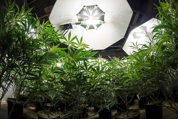 Marijuana Plants Looking Up at Lights stock photo