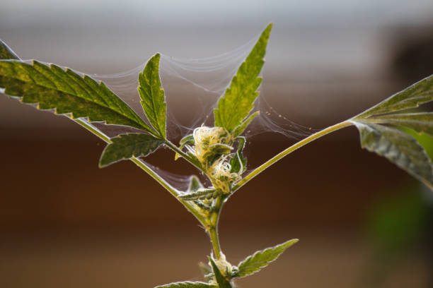 marijuana spider mite infestation stock photo