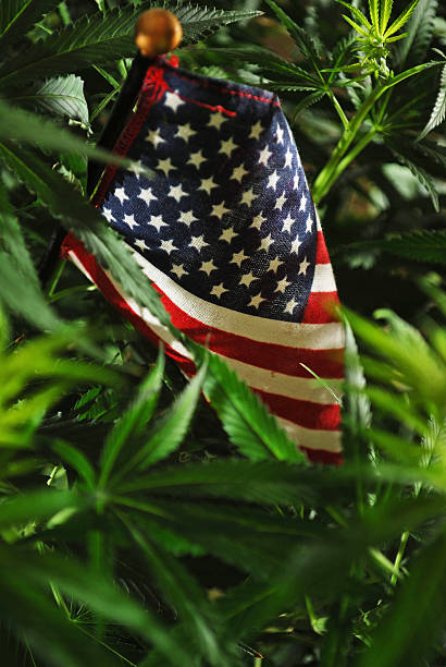 Marijuana USA stock photo