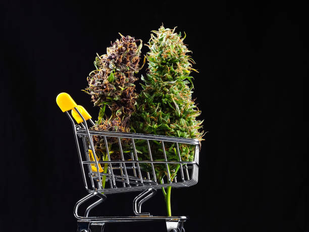 marijuana weed on black background.online purchase of cannabis plant.shopping cart filled. medical cannabis sale investment stock photo