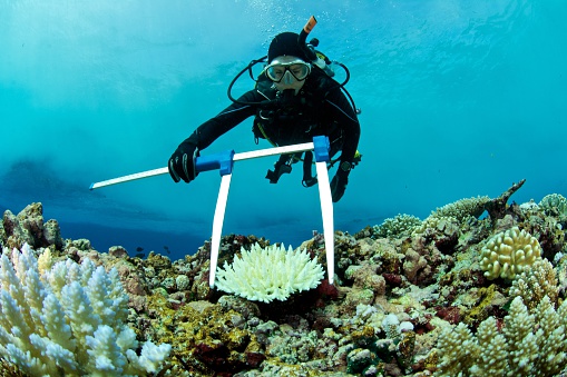 marine biologist measures a bleached coral underwater