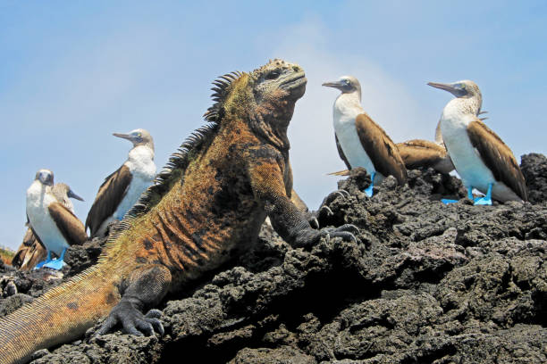 Marine iguana with blue footed boobies, booby, Sula nebouxii and Amblyrhynchus cristatus, on Isabela Island, Galapagos, Ecuador stock photo
