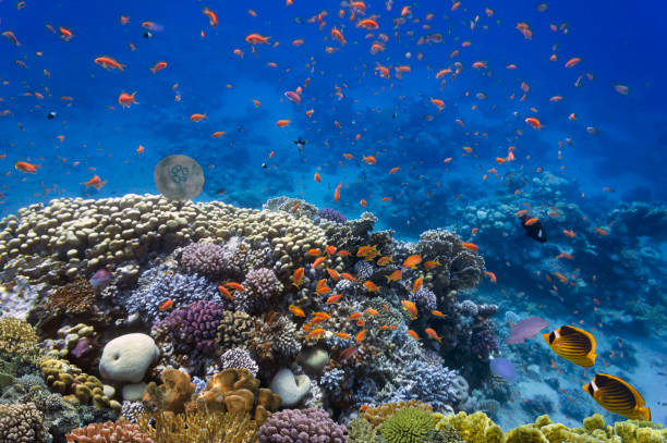 Marine life and coral reefs at the Red Sea stock photo