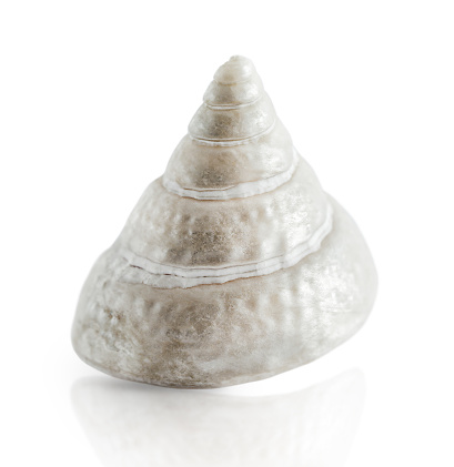 marine spiral shell of mother-of-pearl color, isolated on a white background
