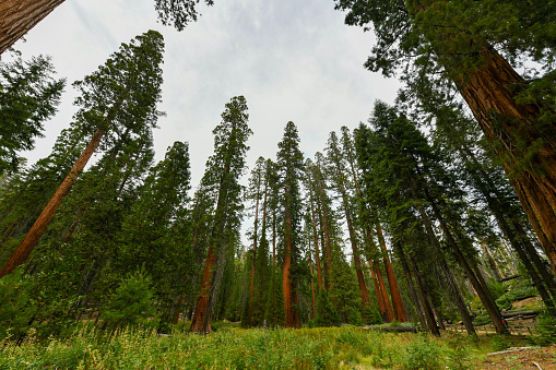 Giant Sequoia trees in Mariposa Grove, Yosemite National Park, California, USA