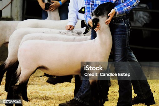 istock Market lamb sheep show 1317349363