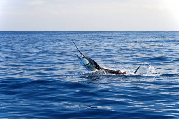 Marlin sailfish, pacific ocean, Costa Rica stock photo