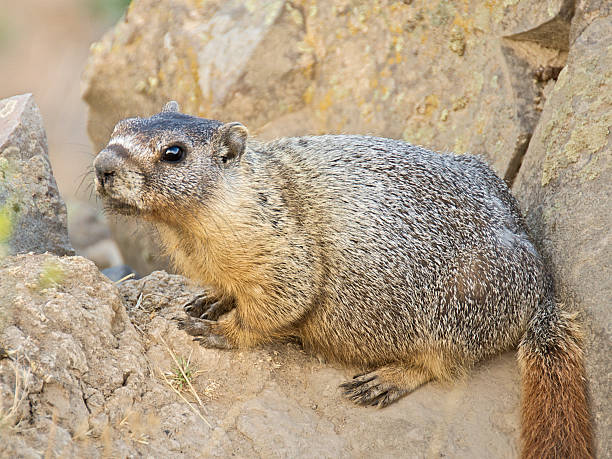 Marmot Sitting On Rock stock photo