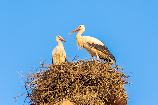 Couple of storks in their nest, over the kasbah of Marrakech, morocco