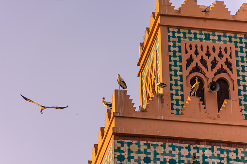 Huge flock of storks flying around the minaret of the kasbah mosque of Marrakech, Morocco