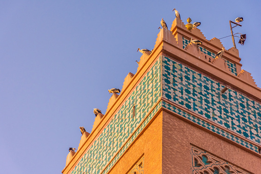 Huge flock of storks flying around the minaret of the kasbah mosque of Marrakech, Morocco