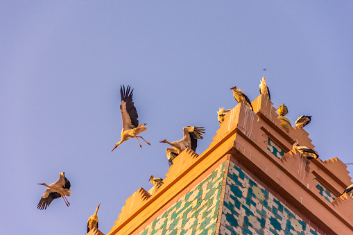 A great stork flying in the skies of Marrakech, Morocco