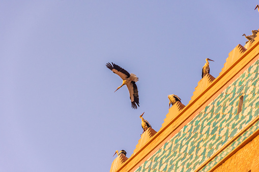 A great stork flying in the skies of Marrakech, Morocco