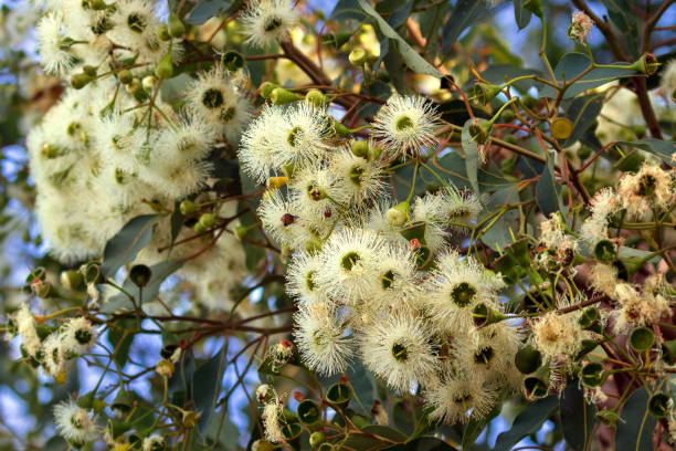 Marri flowers bloodwood tree, Red Gum, Port Gregory gum blossoming in Western Australia stock photo