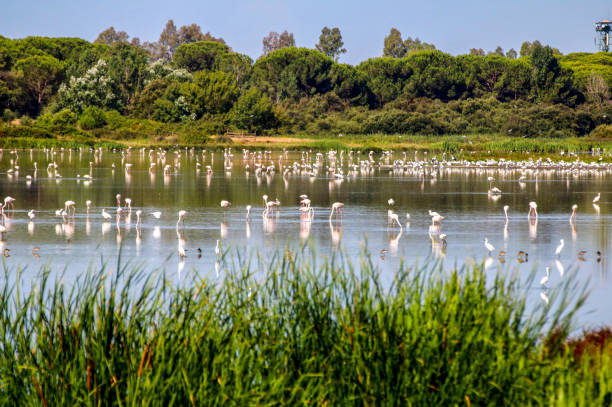 Marsh in Doñana national park. stock photo