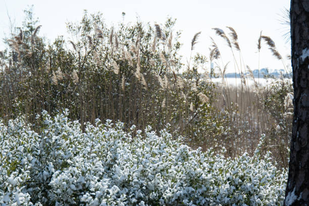 piante di palude coperte di neve - de winter foto e immagini stock