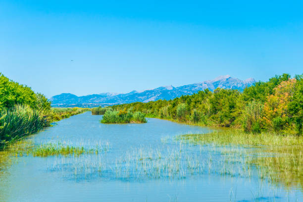 Marshes of Albufera national park at Mallorca, Spain Marshes of Albufera national park at Mallorca, Spain albufera stock pictures, royalty-free photos & images