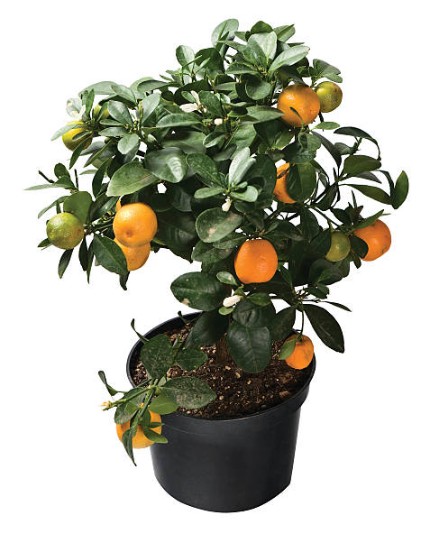 Marumi kumquat  kumquat stock pictures, royalty-free photos & images