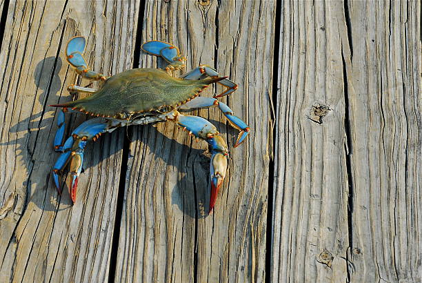 Maryland Blue Crab A female Maryland Blue Crab from the Chesapeake Bay walks along a pier after being caught by a fisherman in the late afternoon. crabbing stock pictures, royalty-free photos & images