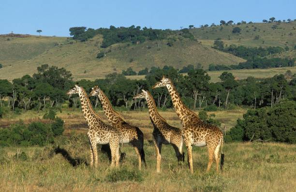Masai Giraffe, giraffa camelopardalis tippelskirchi, Herd in Savannah, Masai Mara Park in Kenya Masai Giraffe, giraffa camelopardalis tippelskirchi, Herd in Savannah, Masai Mara Park in Kenya masai giraffe stock pictures, royalty-free photos & images