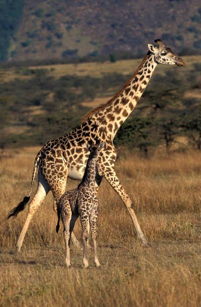 Masai Giraffe, giraffa camelopardalis tippelskirchi, Mother with Calf in Savanna, Masai Mara Park in Kenya Masai Giraffe, giraffa camelopardalis tippelskirchi, Mother with Calf in Savanna, Masai Mara Park in Kenya masai giraffe stock pictures, royalty-free photos & images