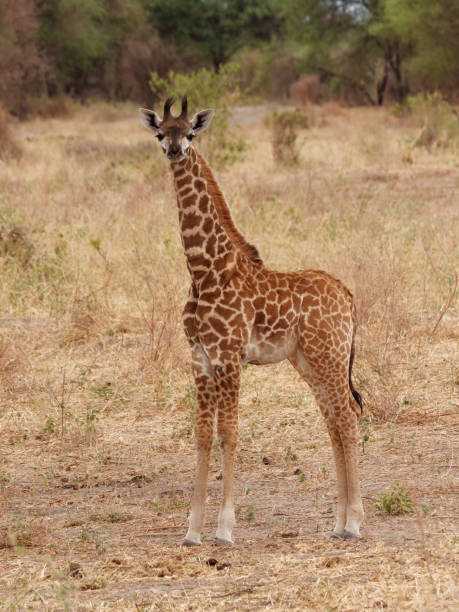 Masai Giraffe Giraffe thrive on the savannah of Tarangire National park, Tanzania masai giraffe stock pictures, royalty-free photos & images