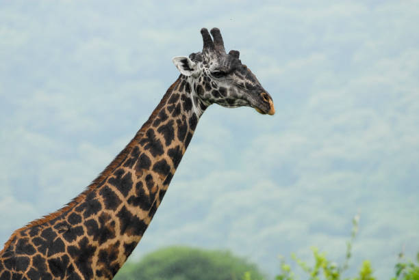 Masai giraffe Lake Manyara National Park, Tanzania masai giraffe stock pictures, royalty-free photos & images
