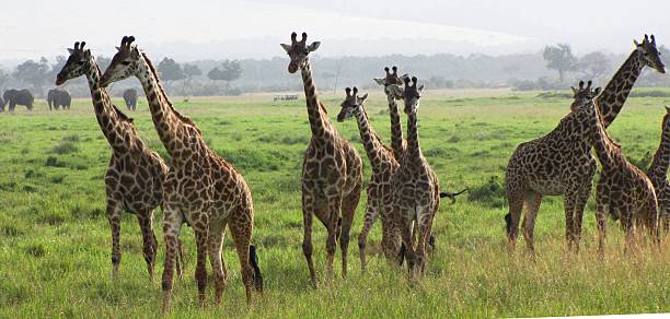 Masai giraffe, savannah Masai Mara,Kenya,No People,Wildlife,Masai giraffe, savannah masai giraffe stock pictures, royalty-free photos & images