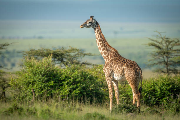 Masai giraffe stands by bushes in sunshine Masai giraffe stands by bushes in sunshine masai giraffe stock pictures, royalty-free photos & images