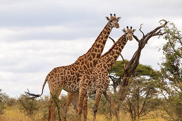 Masai Giraffes - Tarangire NP Masai Giraffes - Tarangire NP, Tanzania masai giraffe stock pictures, royalty-free photos & images
