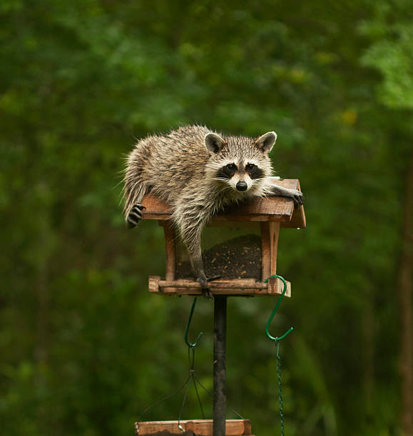 masked bandit raccoon resting on top of bird feeder raccoons stock pictures, royalty-free photos & images