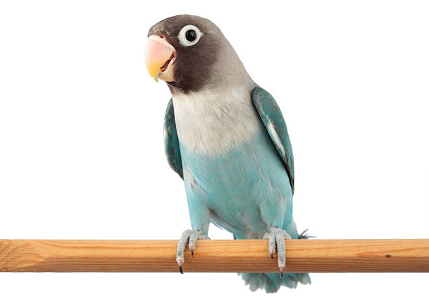 Best Rosy Faced Lovebird Stock Photos, Pictures & Royalty-Free Images