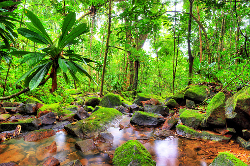 Beautiful HDR view of a stream in the rainforest jungle of the Masoala National Park in Madagascar, a UNESCO world heritage site.