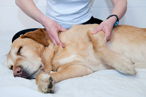 Massage A Golden Labrador is treated with canine massage therapy by a specialist, for an injury to his shoulder. canine animal stock pictures, royalty-free photos & images