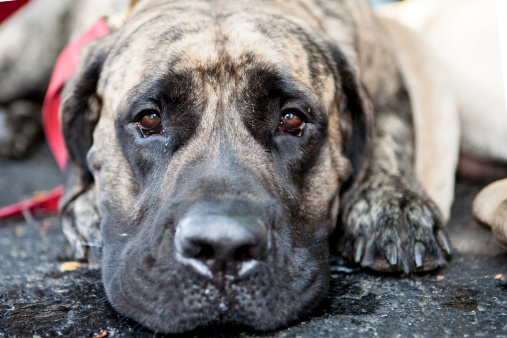 Up close view of a Mastiff with space on the right for advertisement