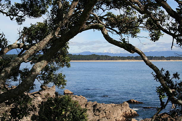 Matakana Island, New Zealand stock photo