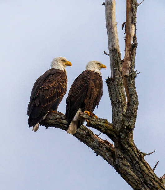 Mated pair of bald eagles sitting close to each other and looking in the same direction stock photo