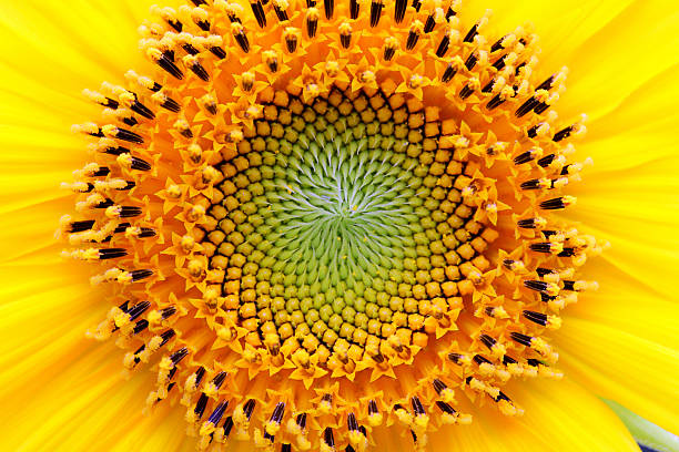Mathematical center of a sunflower Beautiful central focal point of a sunflower. Close up of center reveals spiral patterns that correspond to the mathematical fibonacci sequence. extreme close up stock pictures, royalty-free photos & images