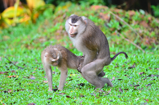 Mating A Monkey Stock Photo - Download Image Now - iStock