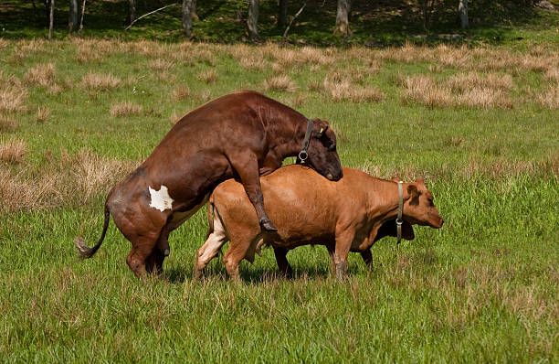 mating cattle - mate stock photos and pictures.