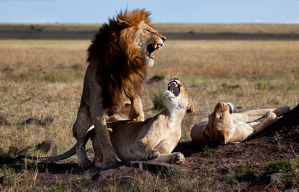 Mating Lion, Masai Mara, Kenya stock photo